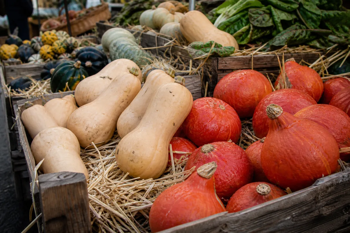 Butternut, potimarron : s'y retrouver dans les courges